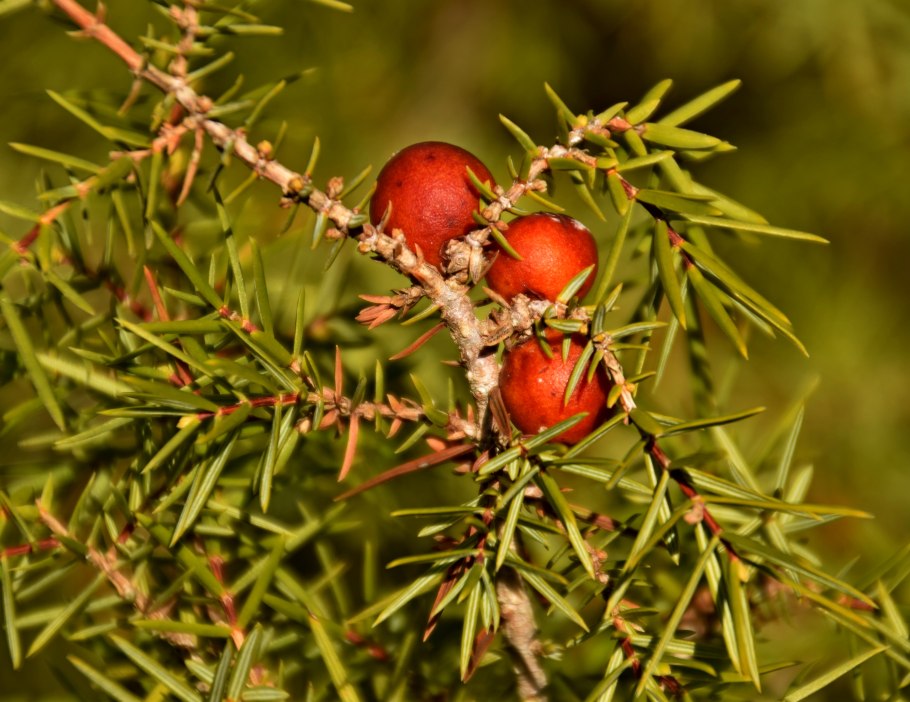 Бывает ли туя стелющаяся