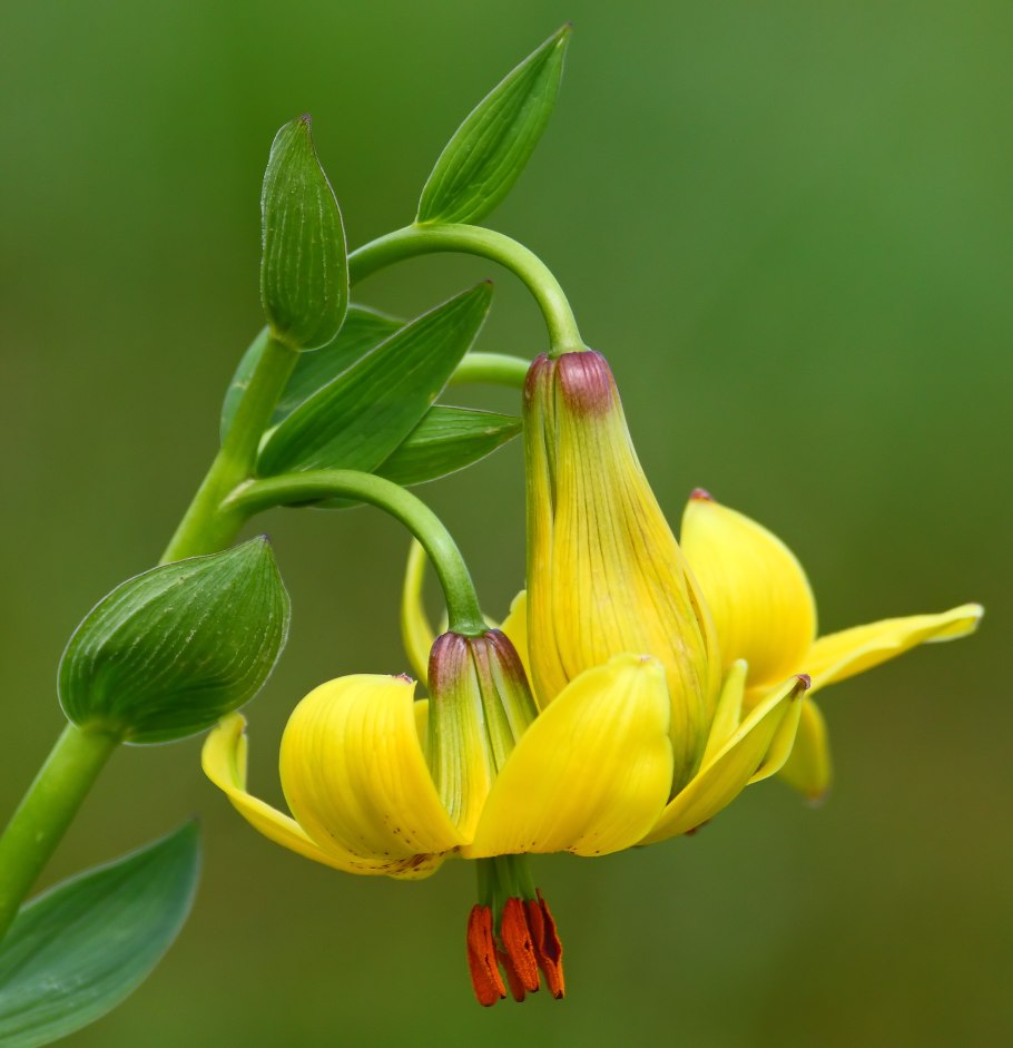 Лилия Кессельринга