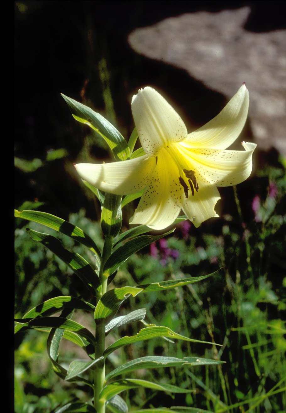 Lilium armenum