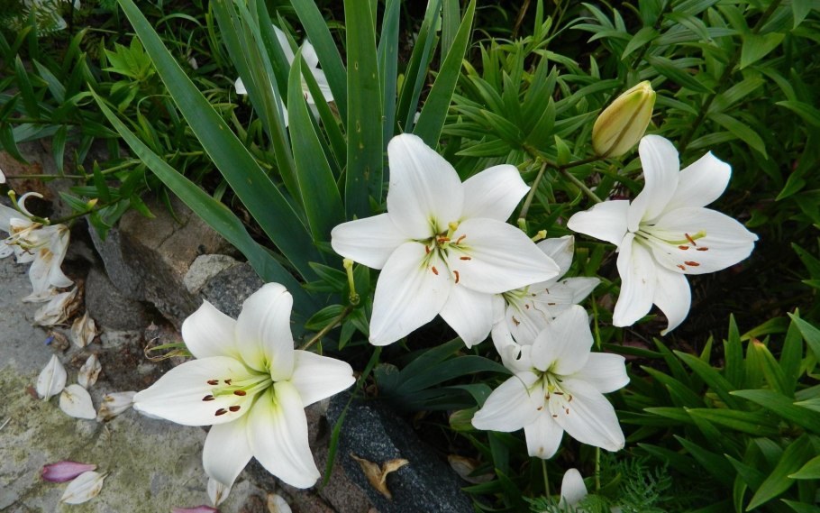 Турецкая Лилия