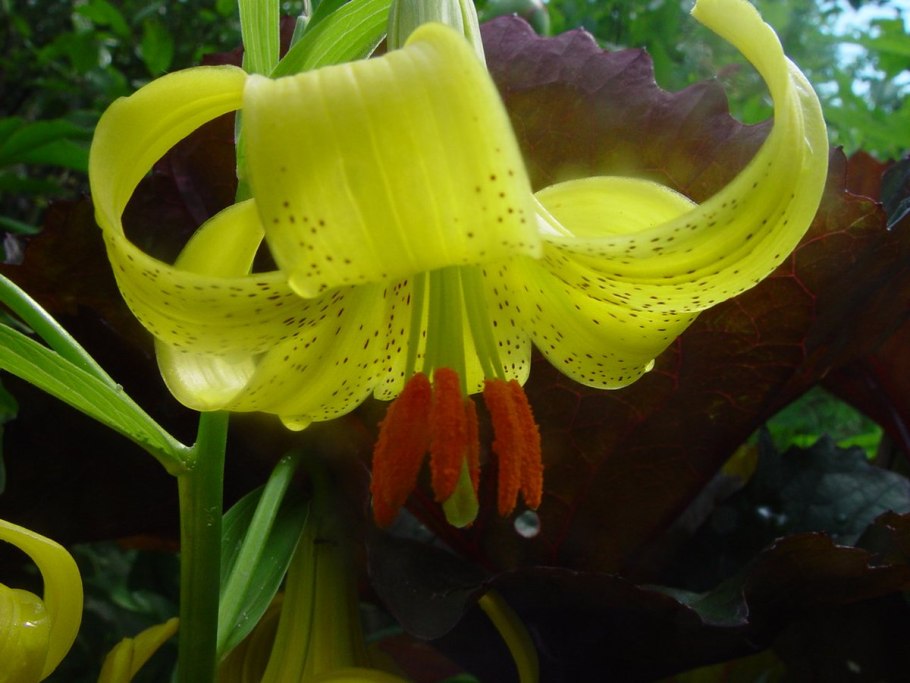 Lilium monadelphum