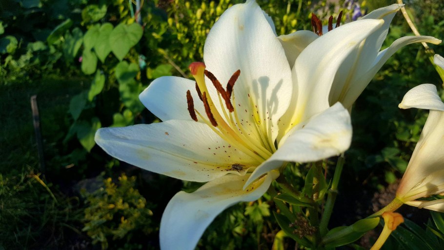 Лилия ред Каунти