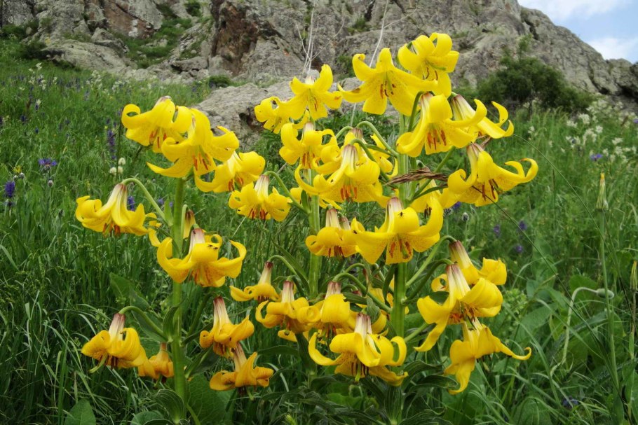 Lilium armenum