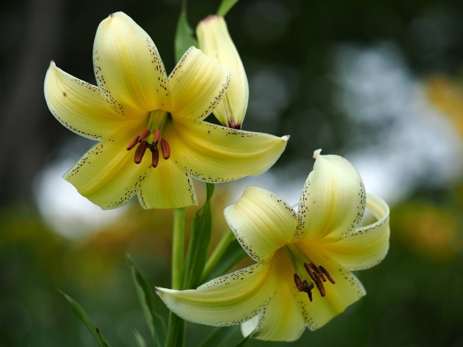 Лилия по армянски