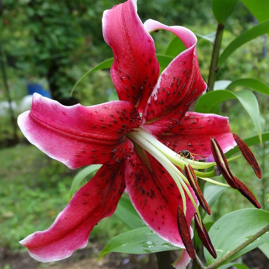 Лилия Уайт айз