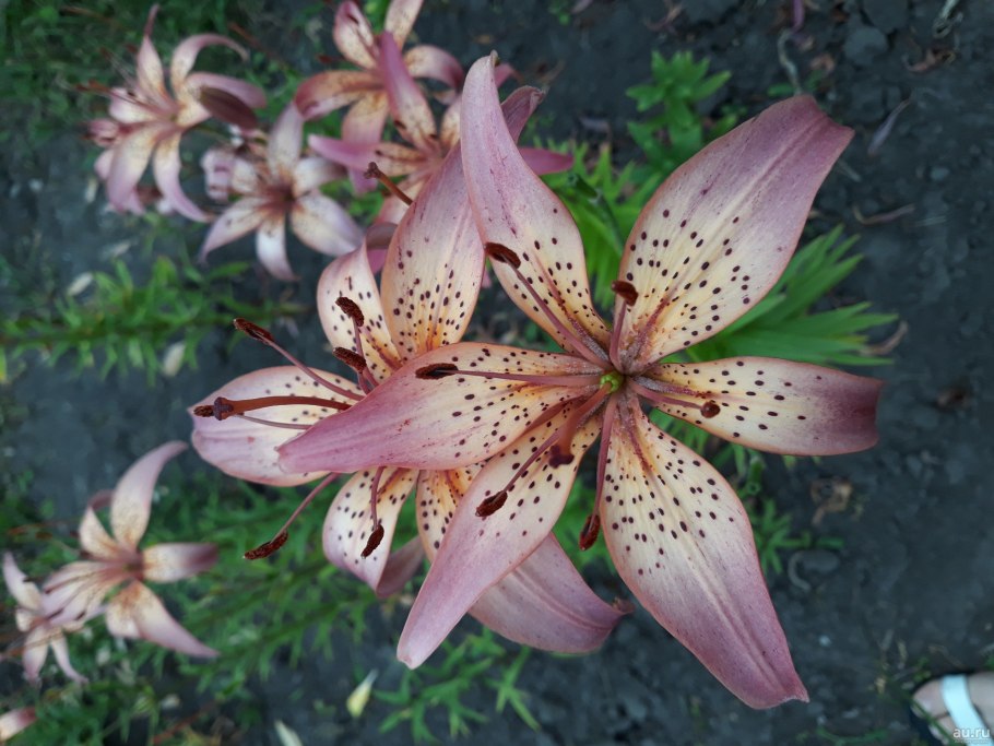 Крымская Лилия белая