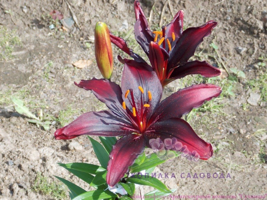 Лилия блэк шарм