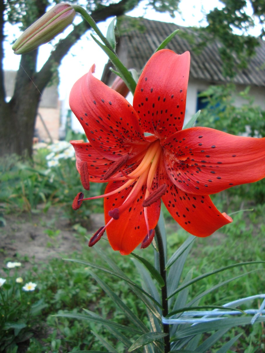 Lilium monadelphum