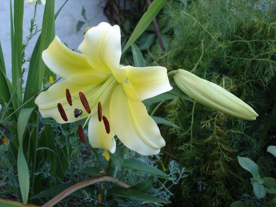 Горная саранка