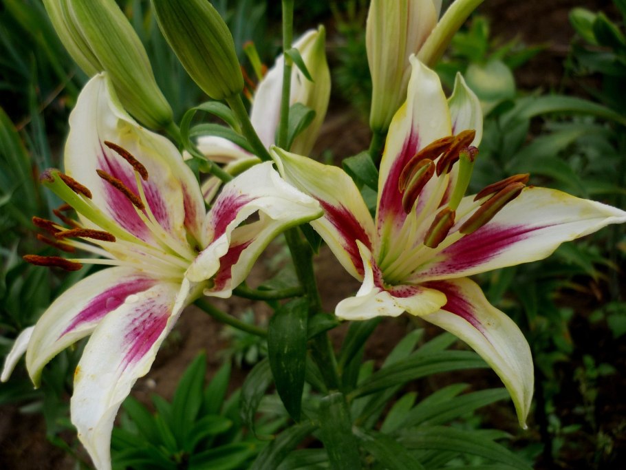 Лилия Кавказская Сочинский национальный парк