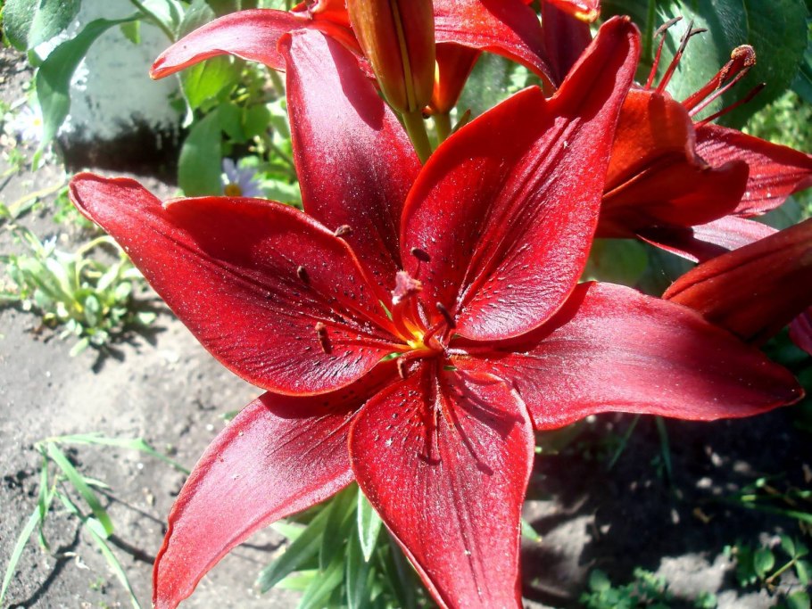 Красная Лилия Франс