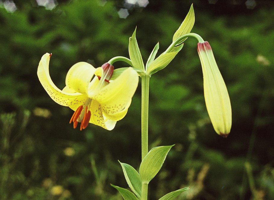 Lilium monadelphum