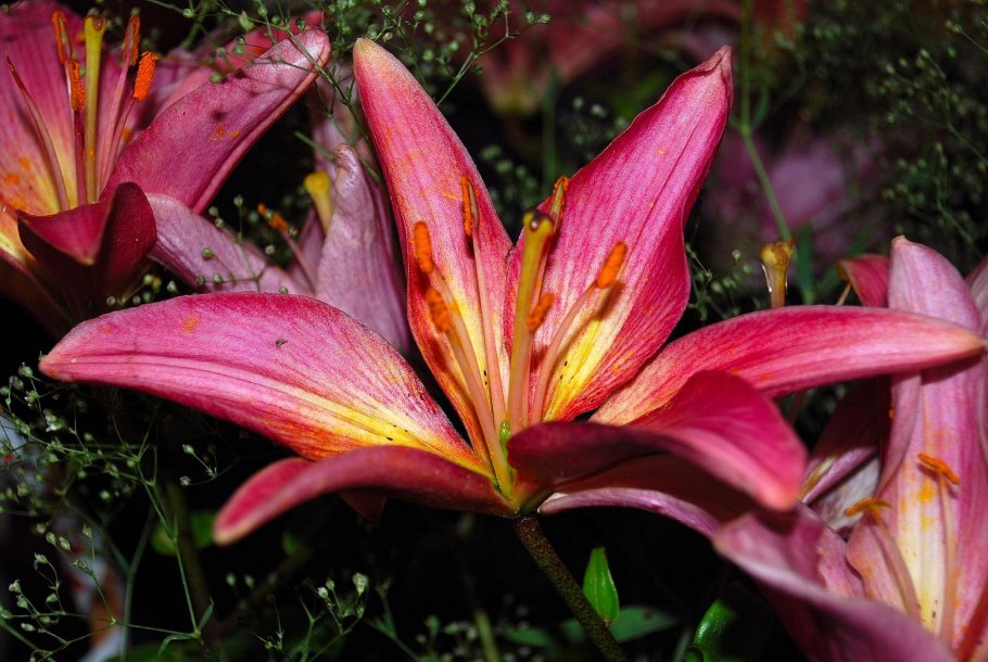 Лилия азиатская Блэк аут