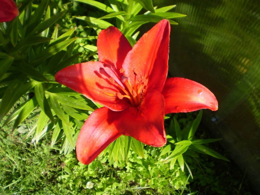 Лилия Лотус айс