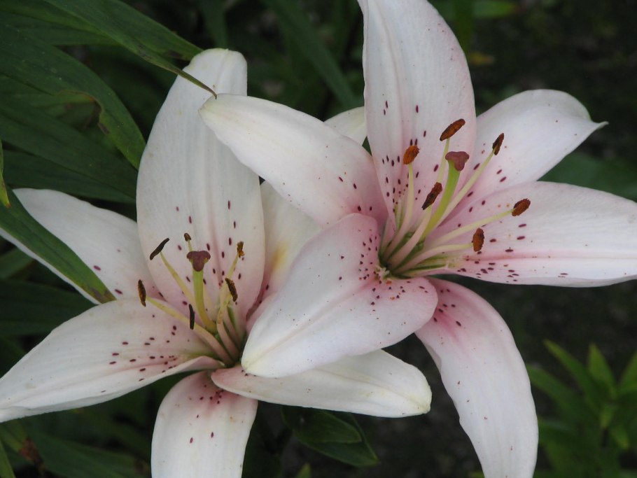 Лилии белые с желтой серединкой