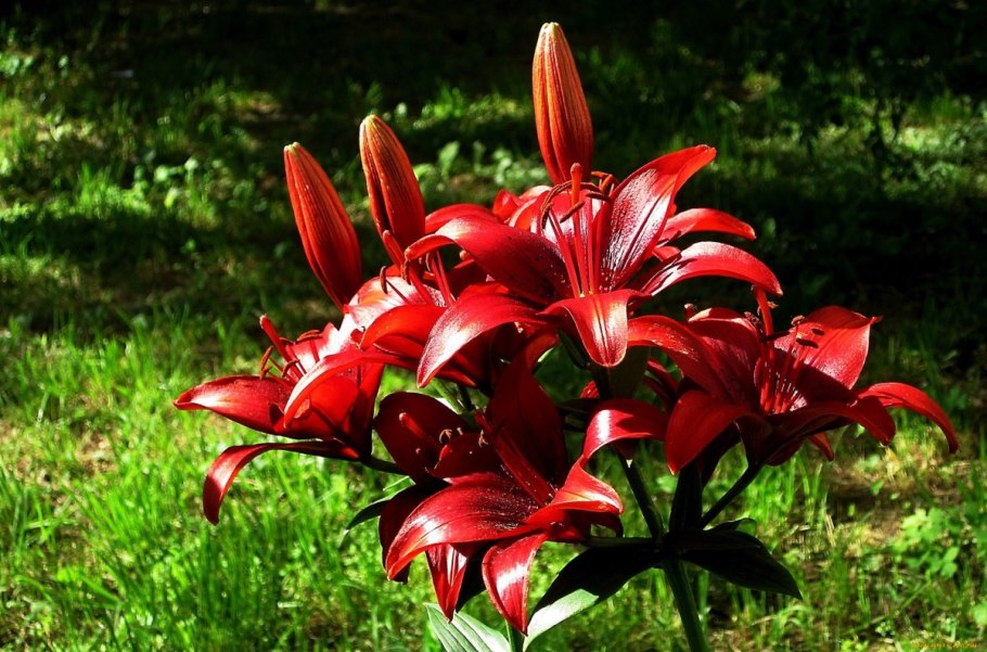 Лилия Кессельринга