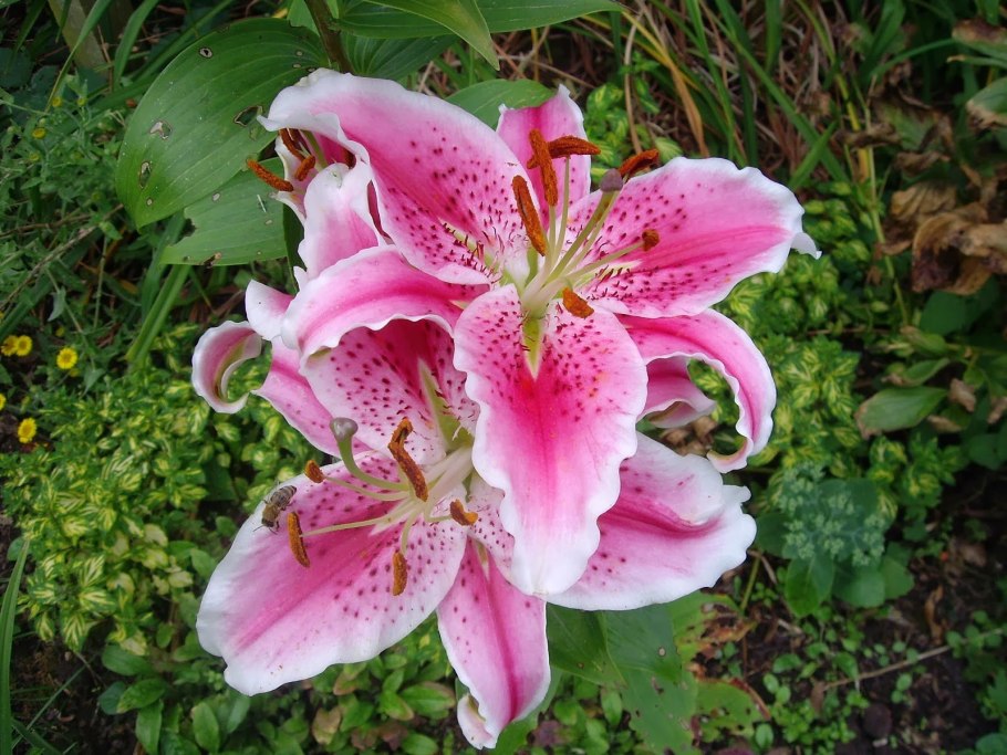 Лилия азиатская Марсель