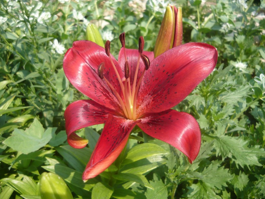 Лилия мартагон Purple morning