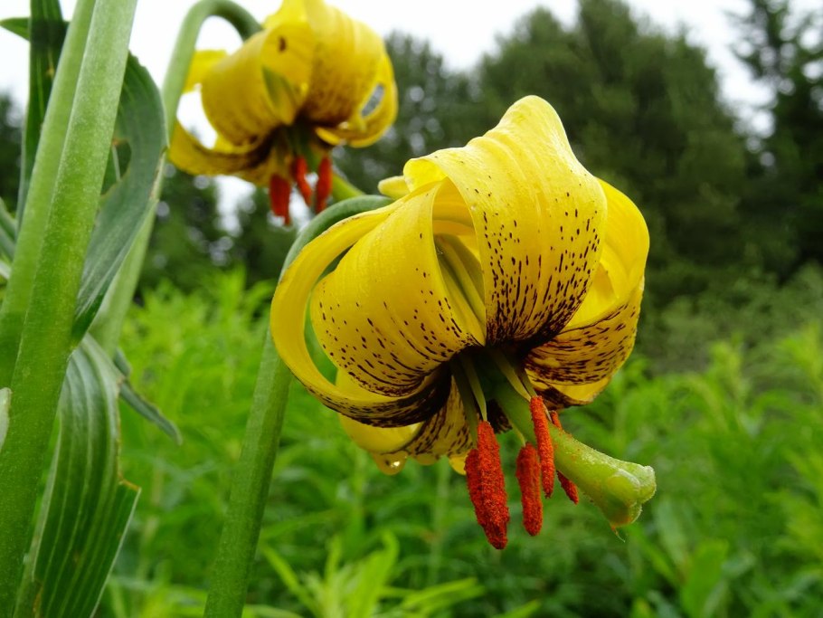 Лилия Кавказская Lilium caucasicum