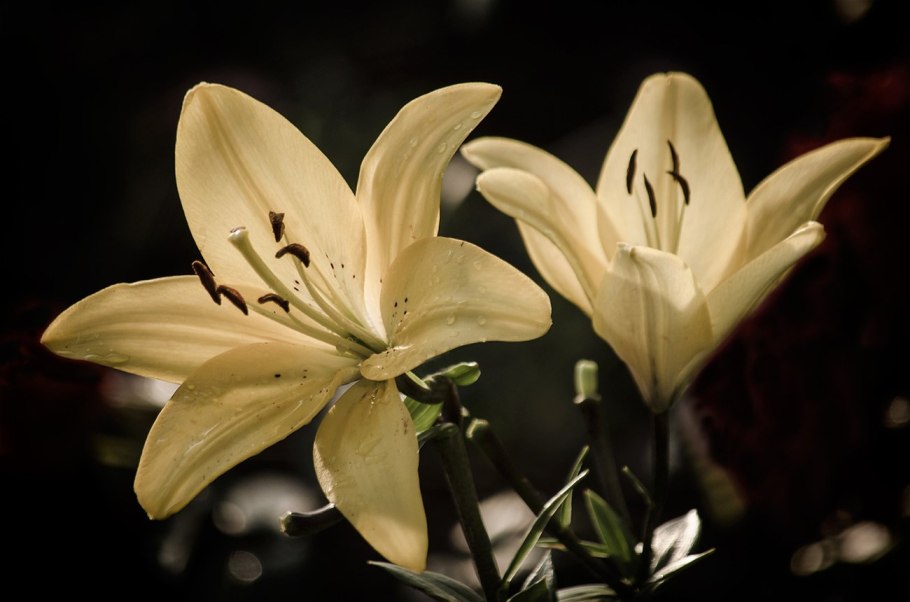 Лилии эстетика