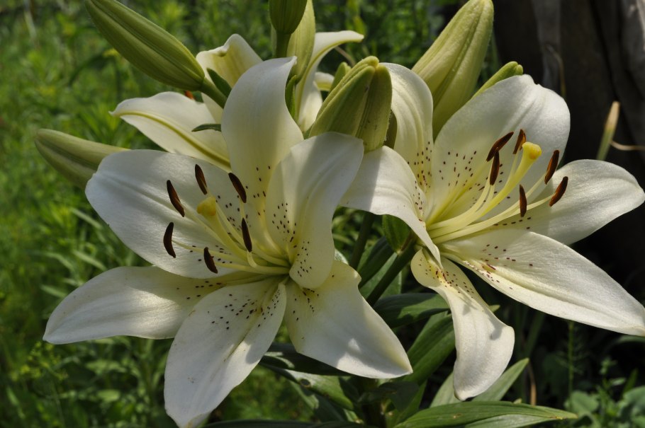 Лилия розовая (Альберти,