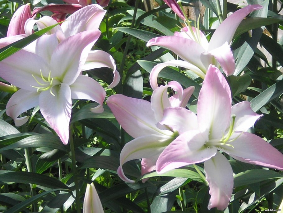 Белые лилии на коричневом фоне