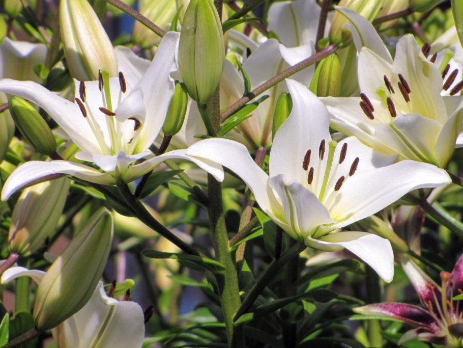 Лилия гибрид Санкрест