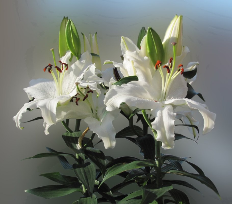 Багряная Лилия