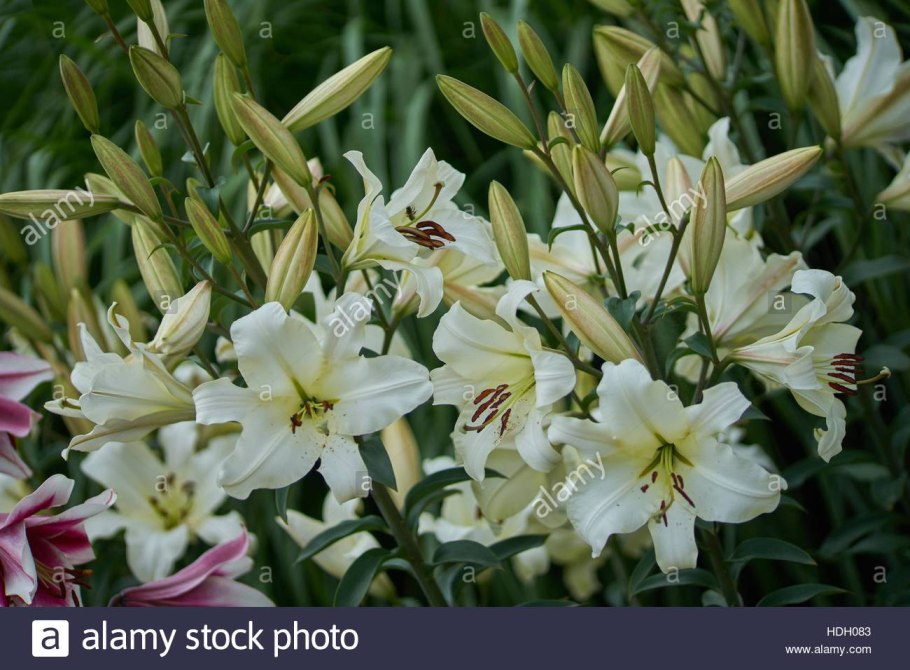 Лилии Старгейзер Блу