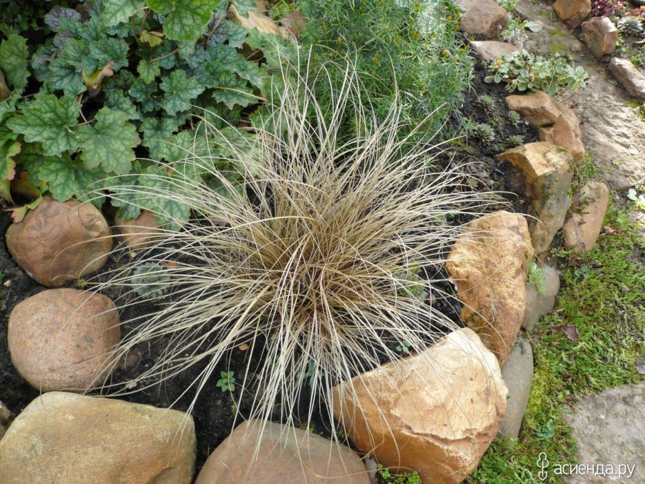 Осока ржавая фото