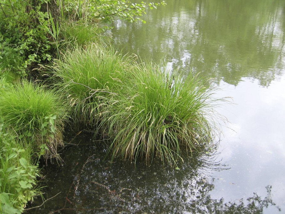 Осока трясунковидная