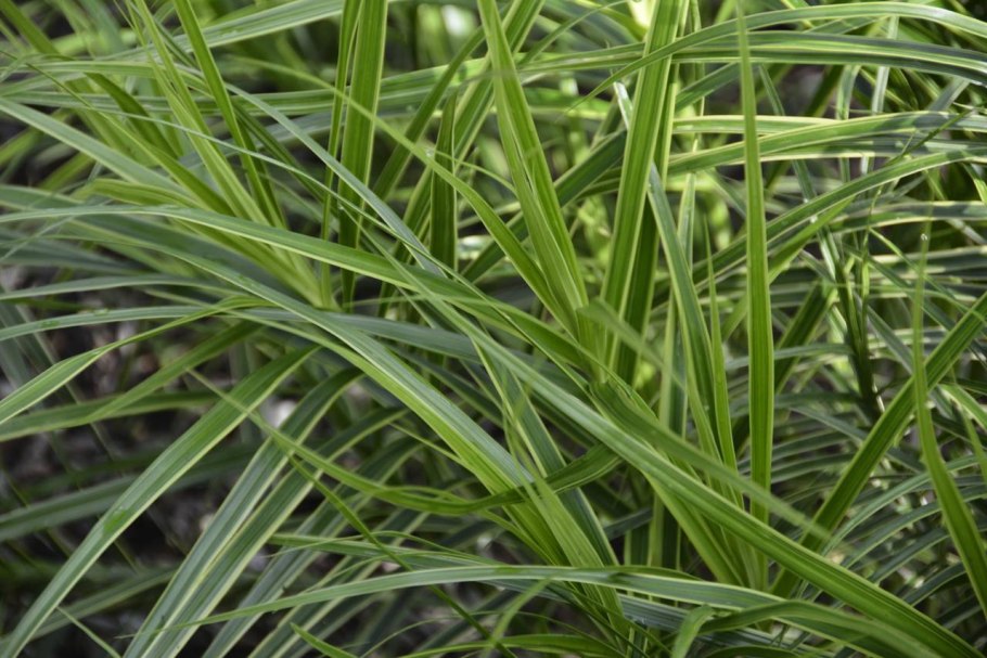 Осока острая (Carex acuta)