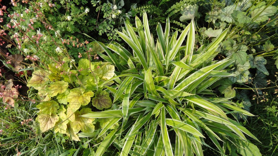 Осока ржавопятнистая Вариегата