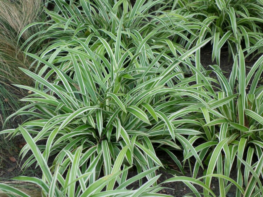 Осока ржавопятнистая Вариегата