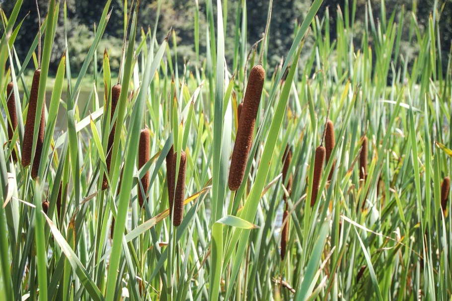 Осока Carex humilis
