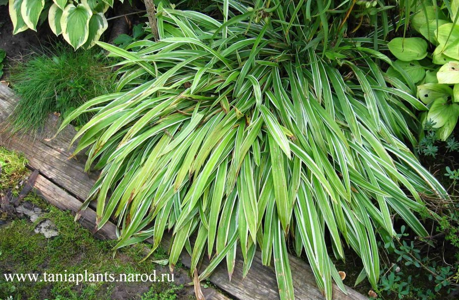 Осока ржавопятнистая Вариегата