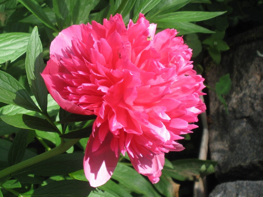 Пион иноземный (Paeonia Peregrina)