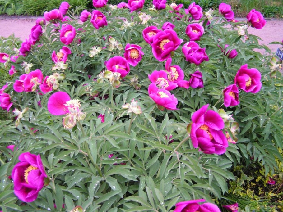 Пион лекарственный (Paeonia officinalis)