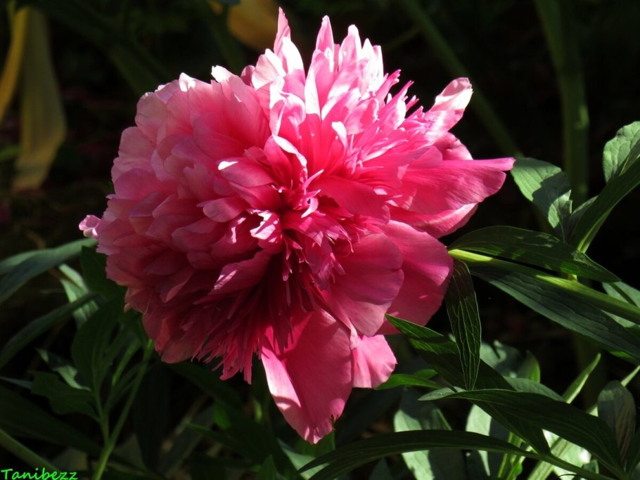 Paeonia officinalis