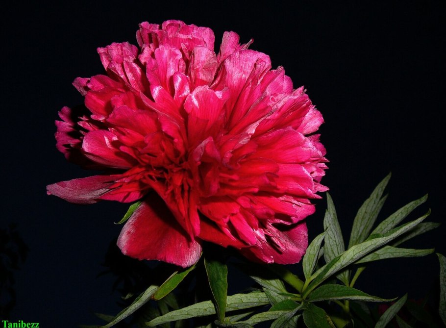 Paeonia officinalis mollis
