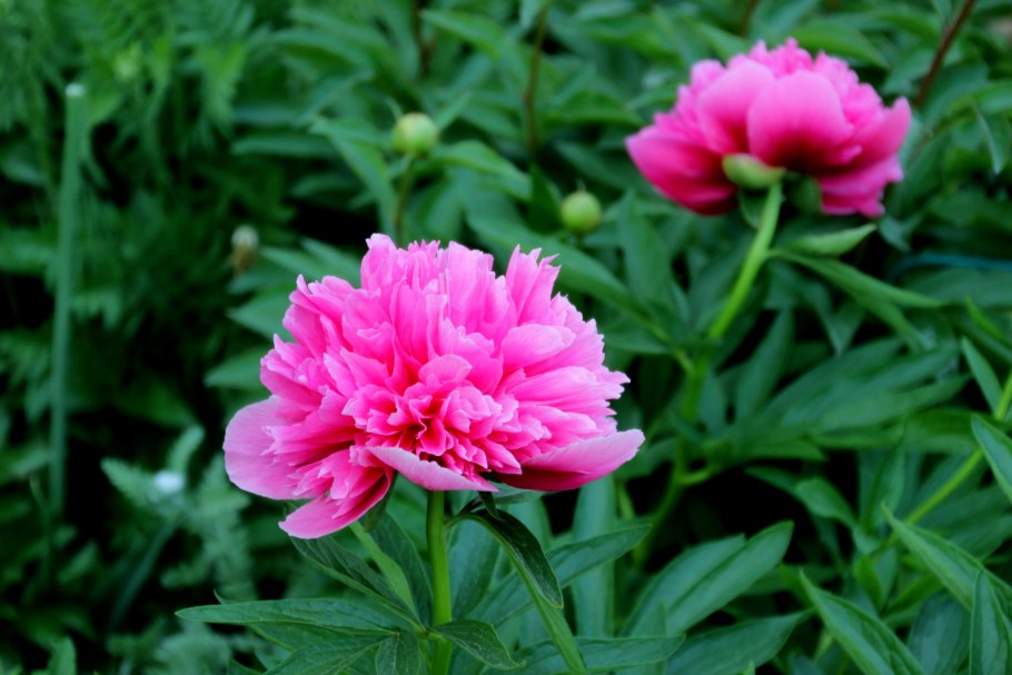 Пион Рубра плена