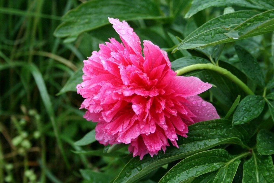 Пион уклоняющийся Марьин корень