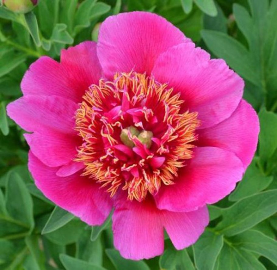 Пион травянистый Анемонефлора