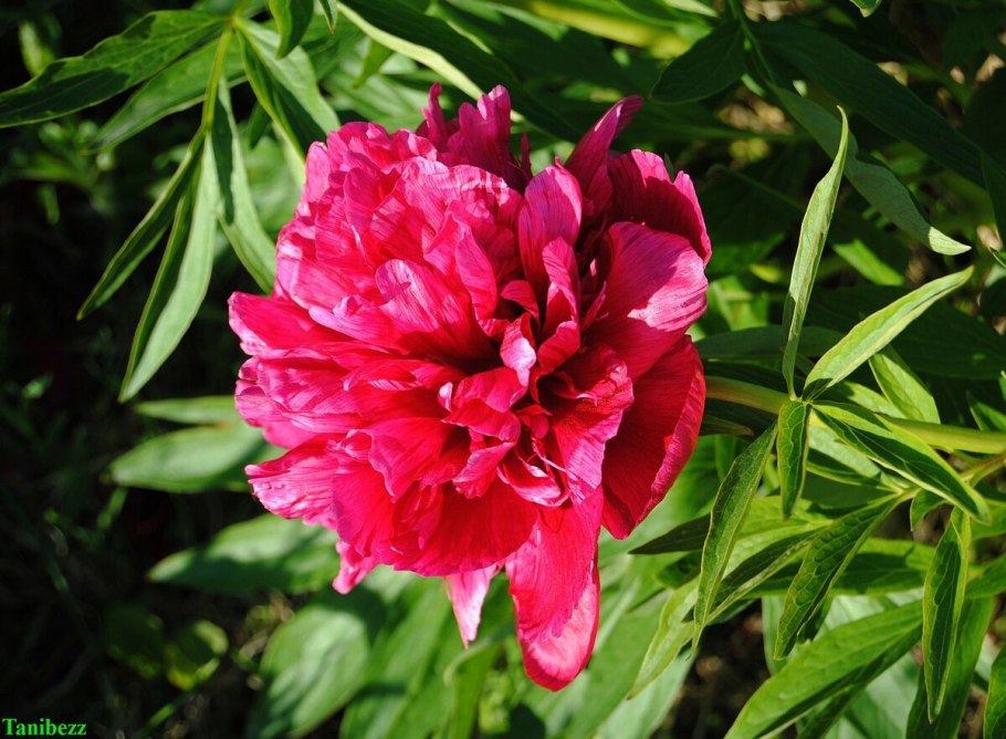 Пион officinalis var. Humilis