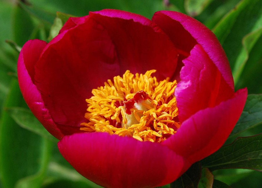 Paeonia officinalis mollis