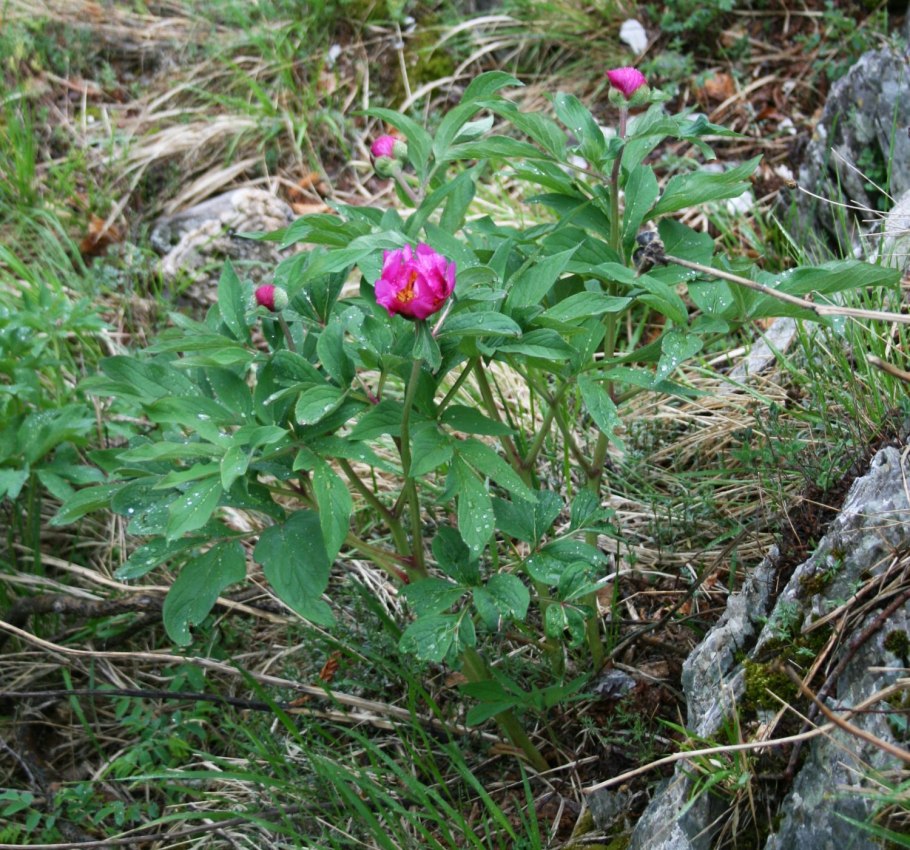 Пион officinalis rubra Plena