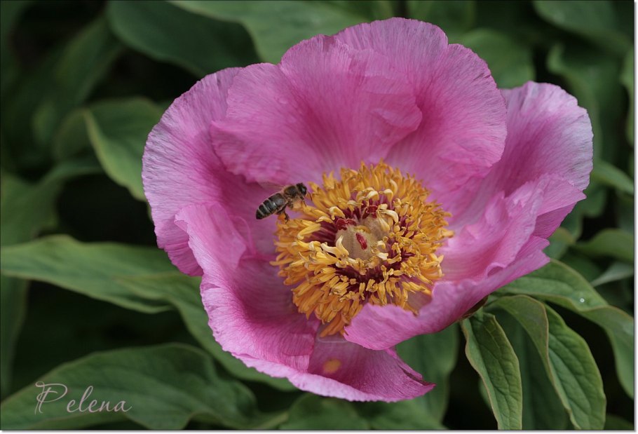 Пион Анемонефлора