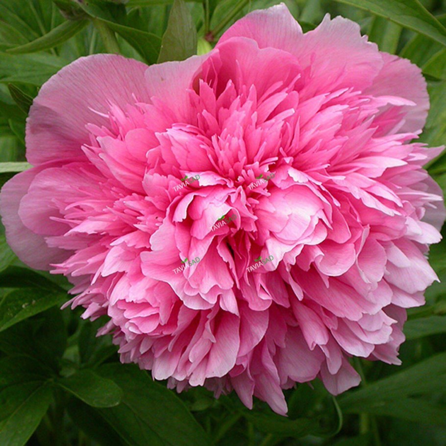 Пион лекарственный (Paeonia officinalis)
