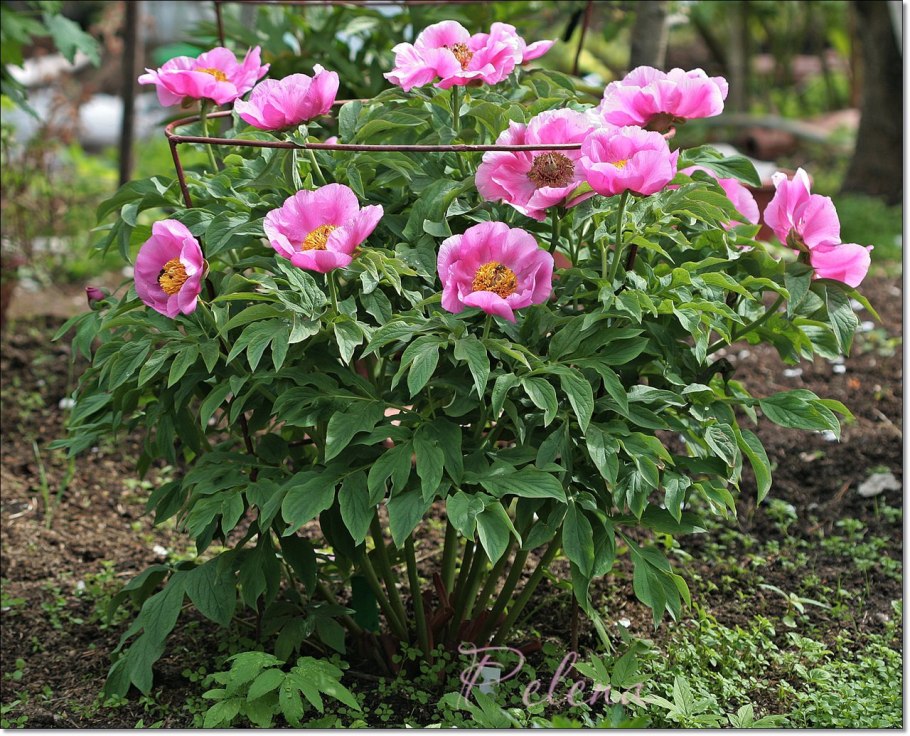 Пион rosea Plena