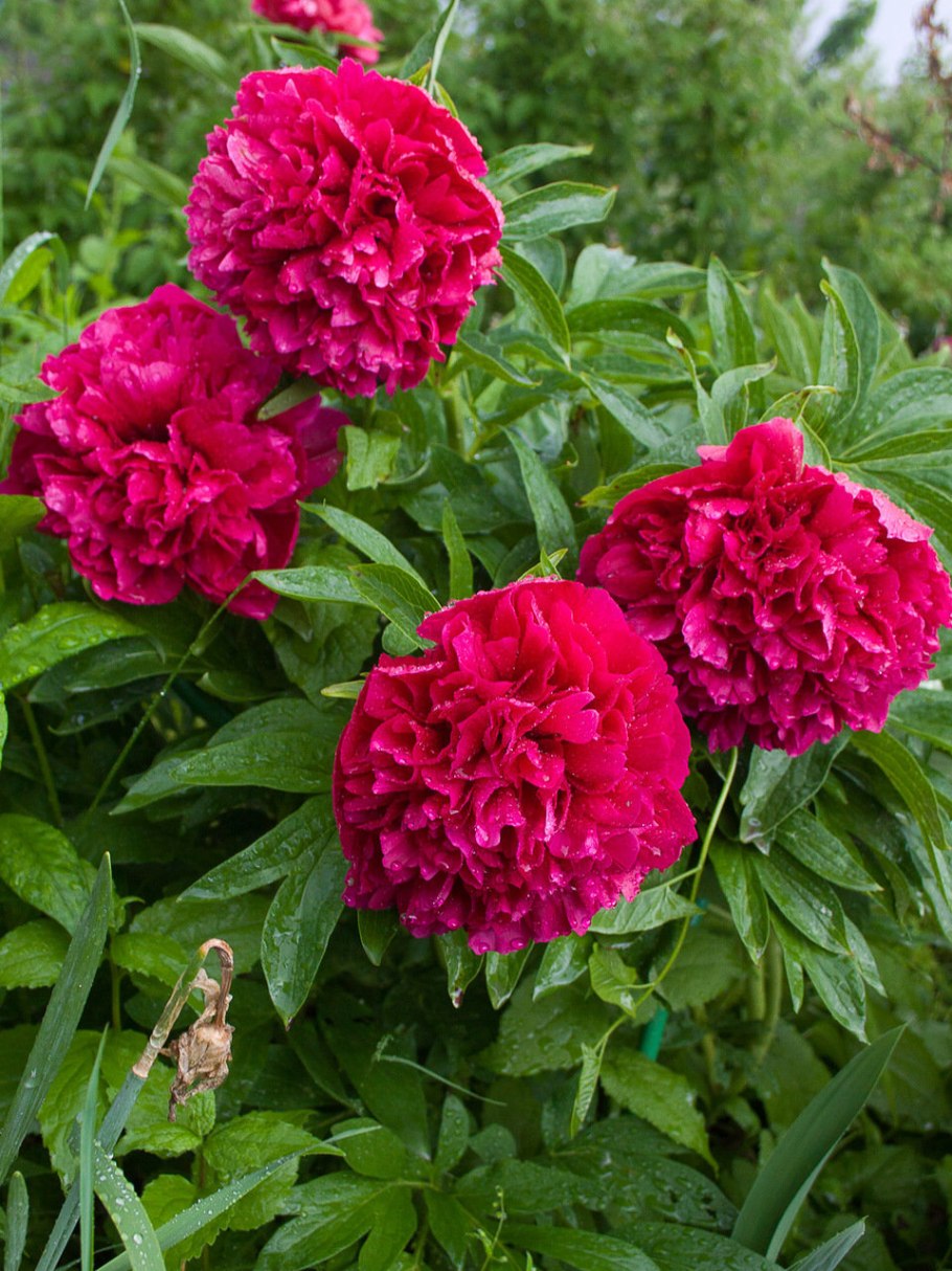 Пион Марьин корень 'Alba Plena'